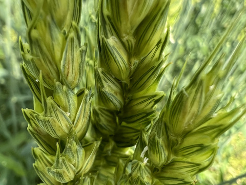 高い香りが人気！自然栽培小麦粉