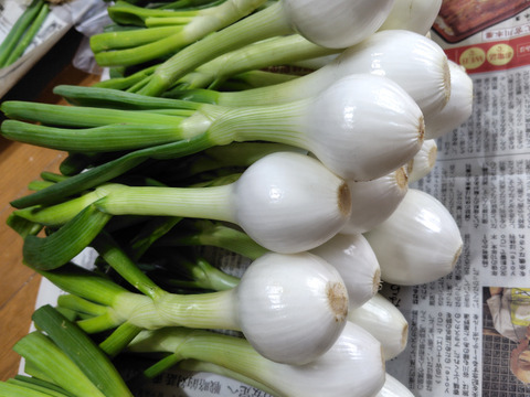 今が最高に美味しいサラダ玉ねぎ　3キロ
