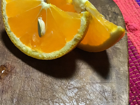 【農薬不使用】収穫したてをお届け！ねこ農園の清見オレンジ３kg