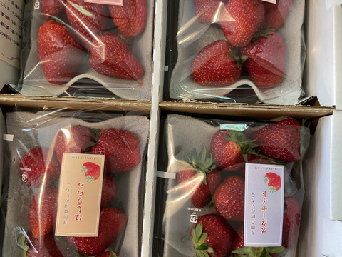 完熟朝採り！いちご２種以上食べ比べセット　約270g×4P