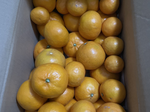 希少品種　爽やかな香り　はれひめ　家庭用Ｂ品　箱込み 4.5キロ