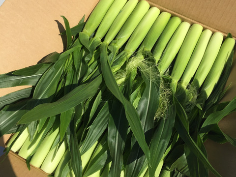 【80本以上入り】バーベキューにピッタリ！今が旬！ドルチェドリームのヤングコーン！