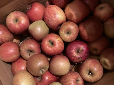 スムージーやお菓子作りにたっぷり10kg🍎加工用りんご　農薬50%減・化学肥料不使用✨青森県特別栽培認証