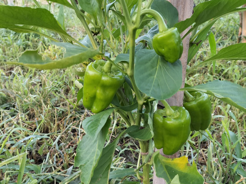 《自然栽培》夏秋　旬の手作り野菜セット【８種類くらい】