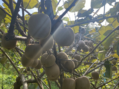 【家庭用たっぷり】30〜35個入るキウイ 約3kg
農薬・化学肥料不使用｜八女産アップルキウイ