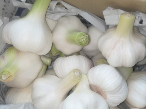 【季節限定】今だけフレッシュ！くわはら農園の生にんにくLサイズ直径6〜7cm 1kg(11個前後)　農薬・化学肥料不使用