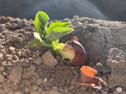 湘南産朝採れそら豆1.5キロ