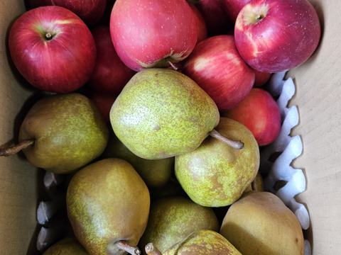 在庫わずか！紅玉ラフランス2種盛！お試しラフランス3キロ＋訳あり紅玉3キロ　合計6キロ以上。　農薬半減栽培で安心安全