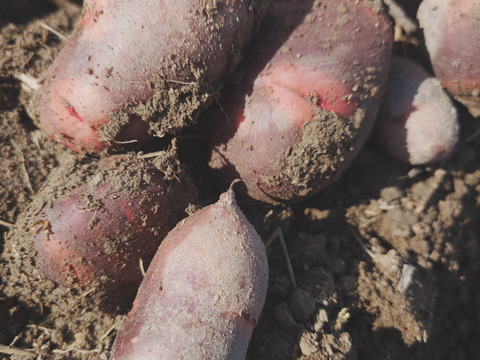 『自然栽培新じゃがいも3種食べ比べ・アンデスレッド・キタアカリ・デストロイヤー別目グランドペチカ』【農薬完全不使用 完全無肥料栽培 】！淡路島産〙80サイズ！！【5キロ】自然農法