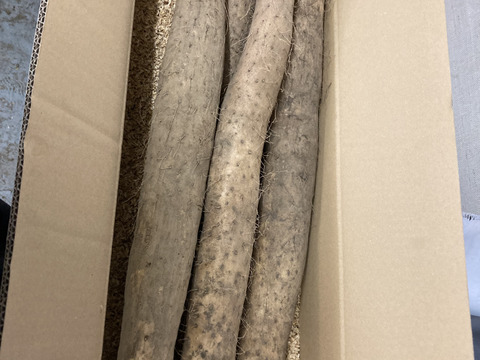 長野県中川村産 長芋（贈答用5kg）