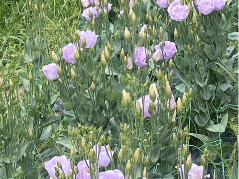 【６本／トルコキキョウ】柔らかな色合いと、上品な花姿が魅力のトルコキキョウ。蕾つき！産地直送、プレゼントOK!仏花にもオススメ！