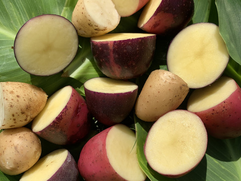 農薬化学肥料不使用‼︎今が旬！新じゃがカラフル詰め合わせ＆ローズマリー少量