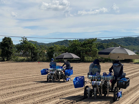沢山のご要望に応えた大容量商品！白宝らっきょう酢漬け９０ｇ×１４Ｐ