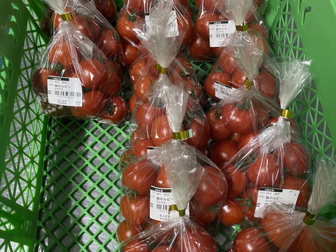 【お試し】【訳あり品】平均糖度7.5！甘くて皮が薄くて食べやすい　福井県産ミディトマト『越のルビー』1Kg！約　1100g入り
