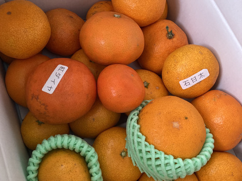 【福袋】甘～い完熟みかんや希少柑橘の食べ比べに果肉たっぷりみかんジャムも！12月下旬の年内発送！年末年始に家族でワイワイ♪♪「旬のこだわり柑橘食べ比べ福袋」家庭用　約3kg入【商品番号1101】