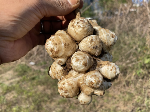 神奈川県産の健康野菜キクイモ【鮮度を保つ為、土付き】農薬、肥料不使用お試しの1kg！
