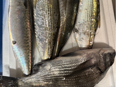 箱いっぱい！深浦の天然鮮魚セット（80サイズ）【母の日ギフト】などにもどうぞ！