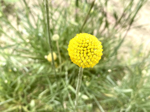 【10本、40㎝】クラスペディア〜黄色いまんまるいのがキュートで可愛い〜