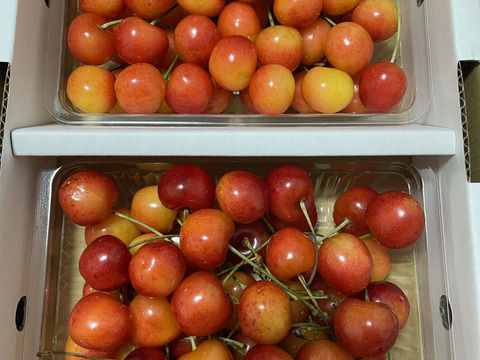 【発送は６月下旬～】さくらんぼ 紅秀峰３５０ｇ×２「訳ありですが味に自信あり!!」