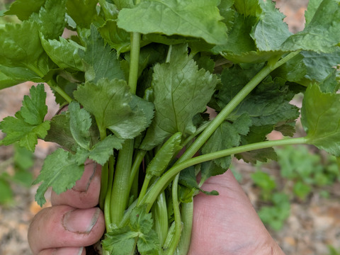 旬の山菜2000円セット