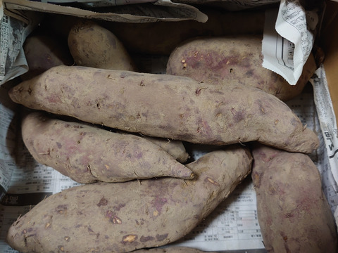 【１人１回だけの特別品】シルクスイート2ｋｇ(箱入)　10月以降～発送予定！　熟成期間１ヶ月超！　さつまいも！
【敬老の日】