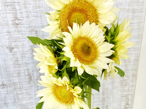 【5本】ホワイト〜淡黄色のユニークなカラーの珍しいひまわり