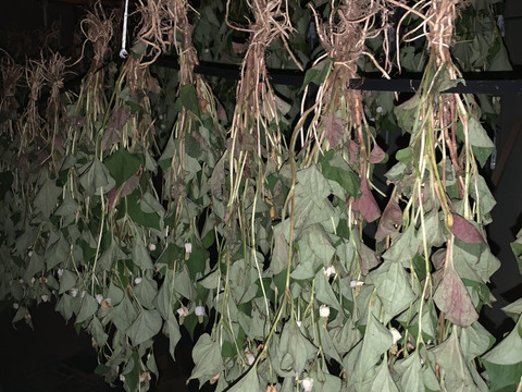 三大薬草！やっぱりどくだみ50gドライ