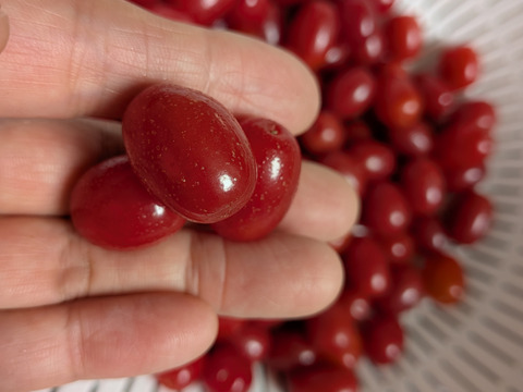 冷凍☆グミの実☆グミの木の実☆30個入り🍒 冷凍便にてのお届けになります🍒栄養価の高い和製スーパーフード、グミの実🍒 （※そのまま食べれますが渋みがありますので気になる方は果実酒やジャム等に）