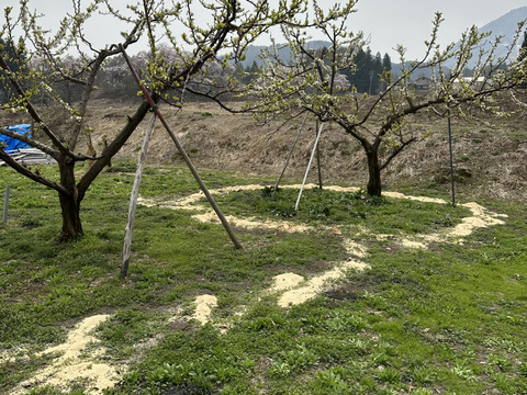 パリパリ食感のワッサー（北信濃産）　桃🍑とネクタリンの良いとこどり　2kg前後（8個〜11個）
⭐︎木採りは終盤となりました。お早めにどうぞ。