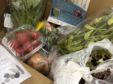 月〜木曜日限定で翌日までに発送!!お楽しみ★農園自慢の情熱野菜セット　9袋　　フードロス対策　パチャママ農園　訳あり　規格外