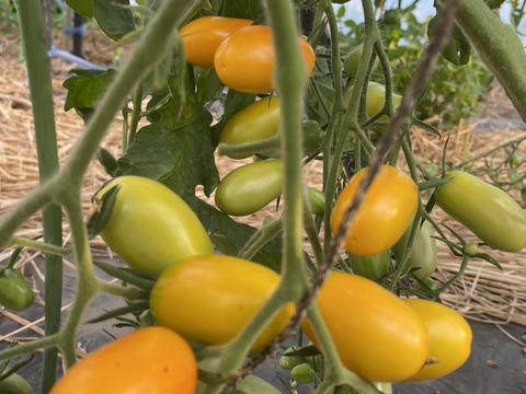 【完全通年農薬・化学肥料・動物性堆肥不使用】完熟トマト！色んな種類のこだわり自家採種（1Kg）