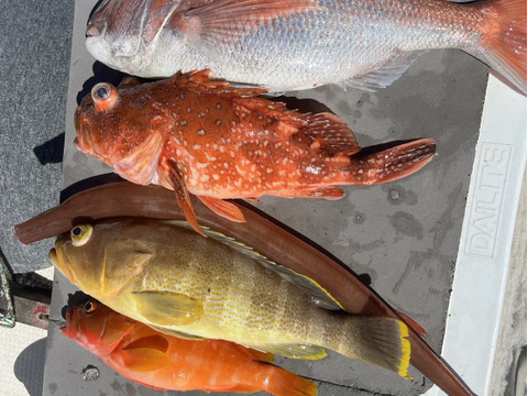 明日朝まで限定！捕れたて！ヤガラ・タイ・カサゴ・アオナ・アカハタ 約4kg 長崎県対馬市(内臓・鱗処理済)