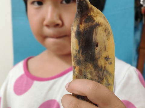 『限定お試し価格』ムッチリバナナ(アップルバナナ)　（2ｋｇ）