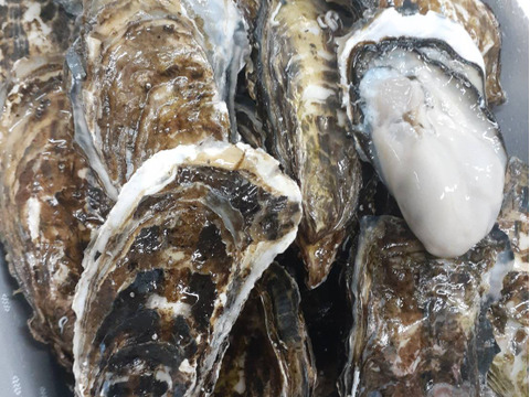 厳寒期だからウマイ❗　殻付き牡蠣3kg(20個前後)冬しか味わえない牡蠣