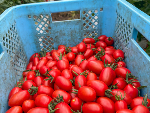食べれるジュエリー🍅💎「ちゅるちゃんトマト」｜200g×12p【冬ギフト】