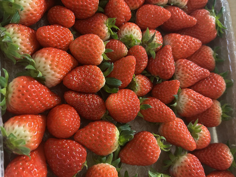 生の風味をお届け。気にしない方限定🍓バラ詰苺BOX（約1000g）大きさ形が不揃いです