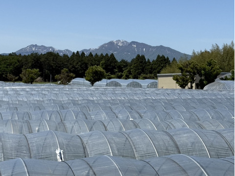 まるまる一個！ひとりじめ小玉スイカ 2個セット【ご家庭用】