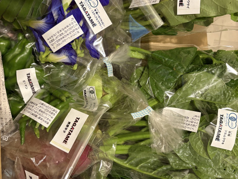 【旬を楽しむ♪】おまかせお野菜セットA（約7～10品）
通年お野菜を切らすことなく栽培しているタガタメはいつでも注文可能です☺︎
20時までのご注文で翌日発送！