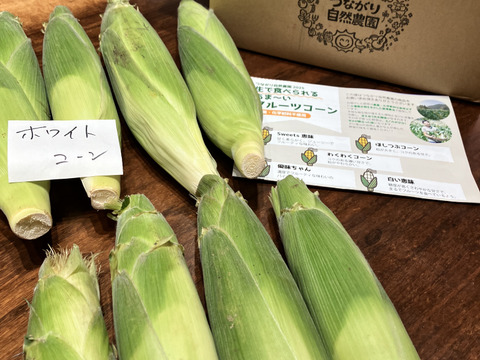 【2種類ミックス！】メロンより甘い糖度18度以上！ 生で食べられるあま～いフルーツコーン黄と白(2.5kg)