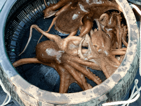 青空レストランで紹介【太東・大原産マダコ】茹でタコ500g以上