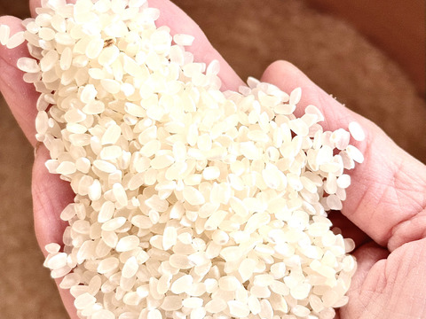 新潟県産純米コシヒカリ【令和7年産 新米🌾】 枝豆の郷から産地直送【お歳暮も承ります】