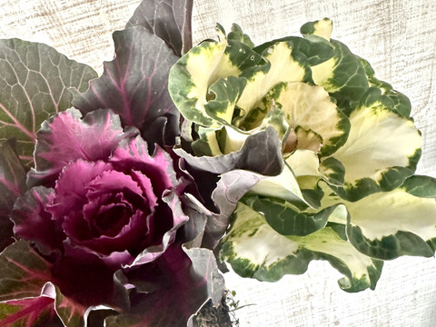 【葉牡丹／紅白／４本】畑からそのまま、土付きでお届けします。生命力あふれる葉牡丹は、切花でも元気。鉢に植え替えれば、さらに長く楽しめます。「育てる楽しみ」と「飾る楽しみ」を一緒にどうぞ。