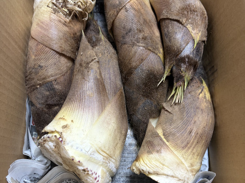 【自然栽培】　谷定孟宗（タケノコ）3kg