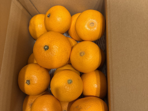 【5kg箱】濃厚！八朔だけどあま〜い！おひさま色の紅八朔【ご家庭用】