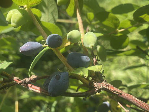 贅沢ハスカップジャム【数量限定・貴重な実をふんだんに使用】※まとめ買い対応