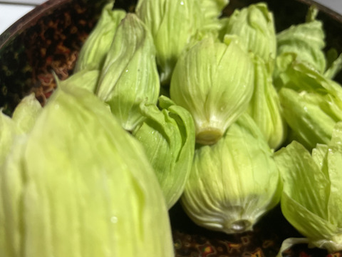 【天然の春の味覚】岩手県産ふきのとう200g – 自然の恵みを新鮮直送