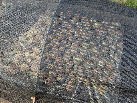 生で食べて欲しい！甘くて美味しい新タマネギ　5ｋｇ