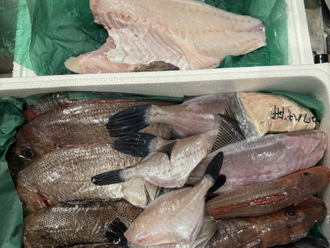 午前中水揚げ【未利用魚🐟】丁寧に下処理し当日発送！7月まで！
