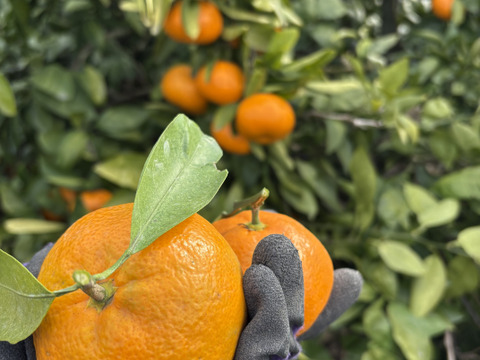 甘さしっかり！瀬戸内育ちの樹上熟成 大津みかん 10kg箱