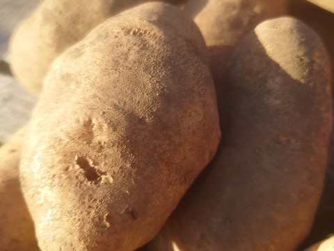 【ちょっと訳有❗】じゃがいも【ホッカイコガネ】大きさ色々　80サイズ　4.7kg　
※商品説明をご一読の上、「常温便」、「クール便」をご指定下さいませ